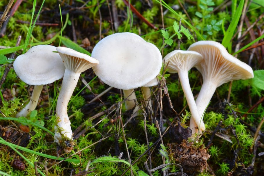 Clitocybe amoenolens
