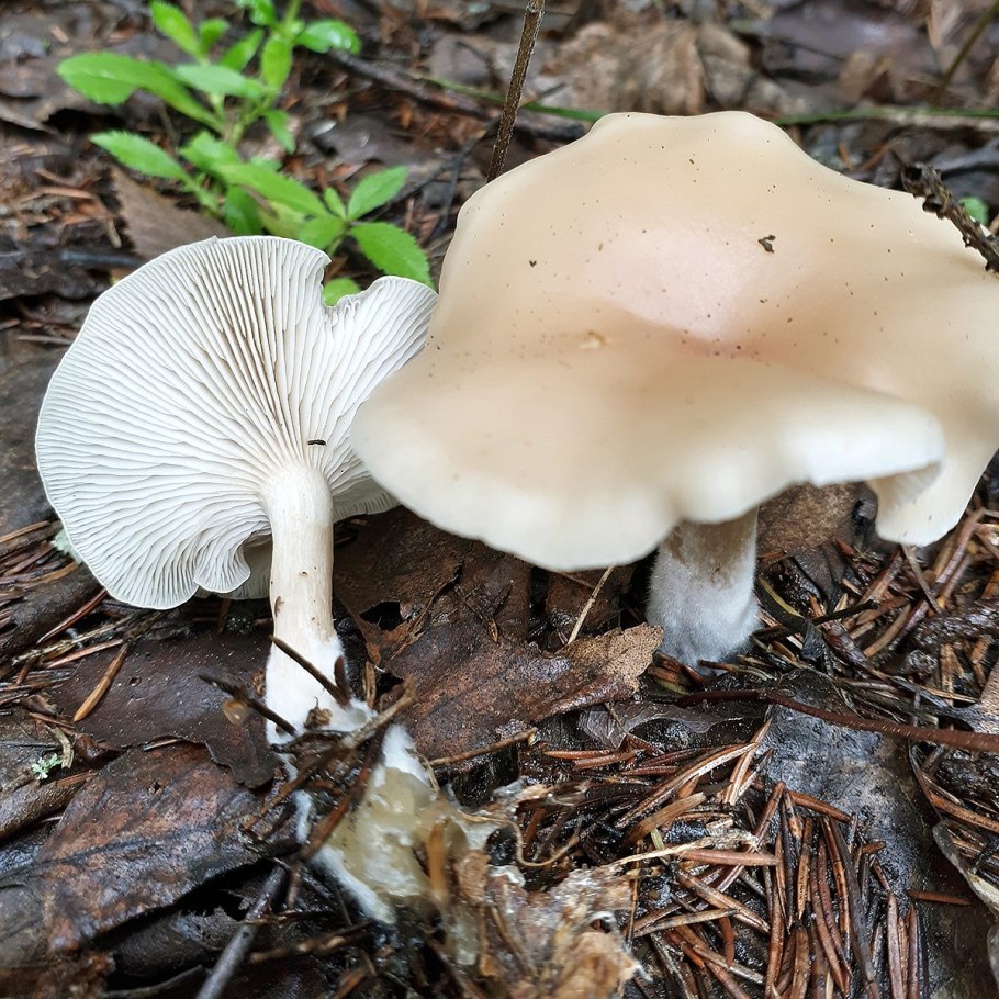 Говорушка Clitocybe dealbata
