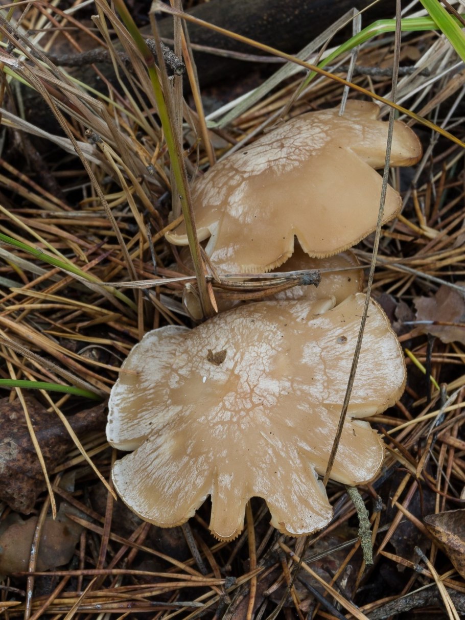 Говорушка восковатая