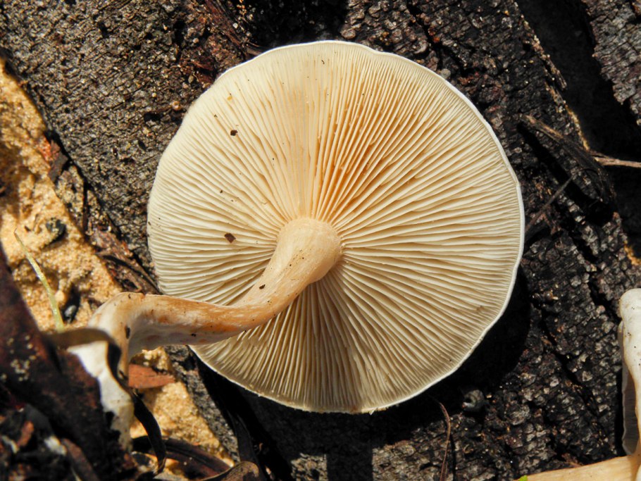 Говорушка Полевая