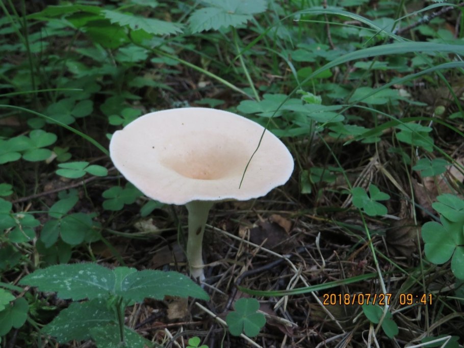 Гриб говорушка беловатая