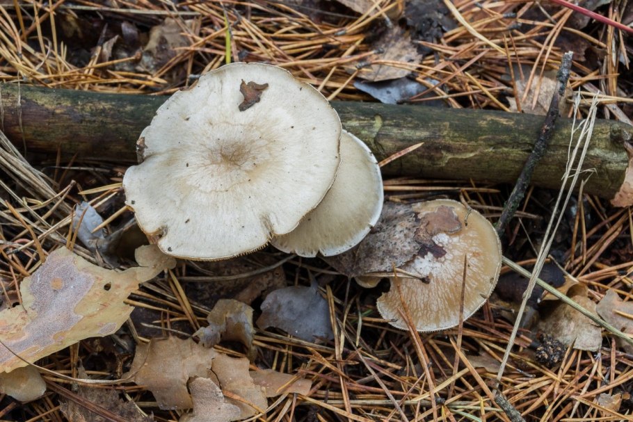 Говорушка налиственная