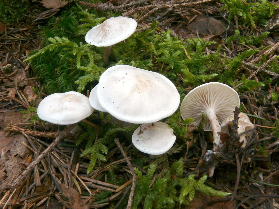 Говорушка налиственная (Clitocybe phyllophila)