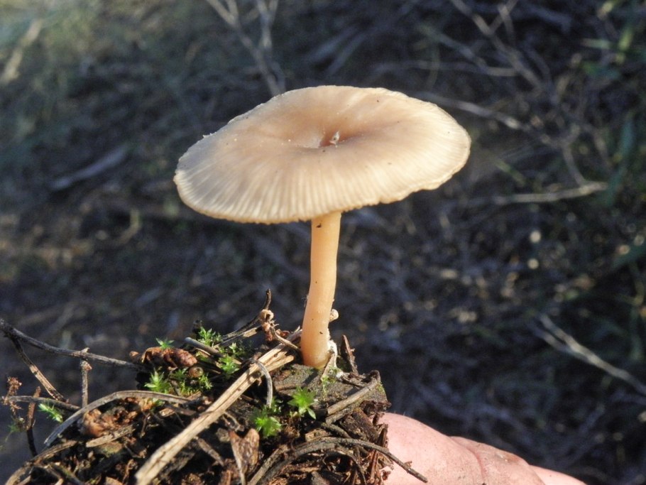 Говорушка желобчатая Clitocybe vibecina