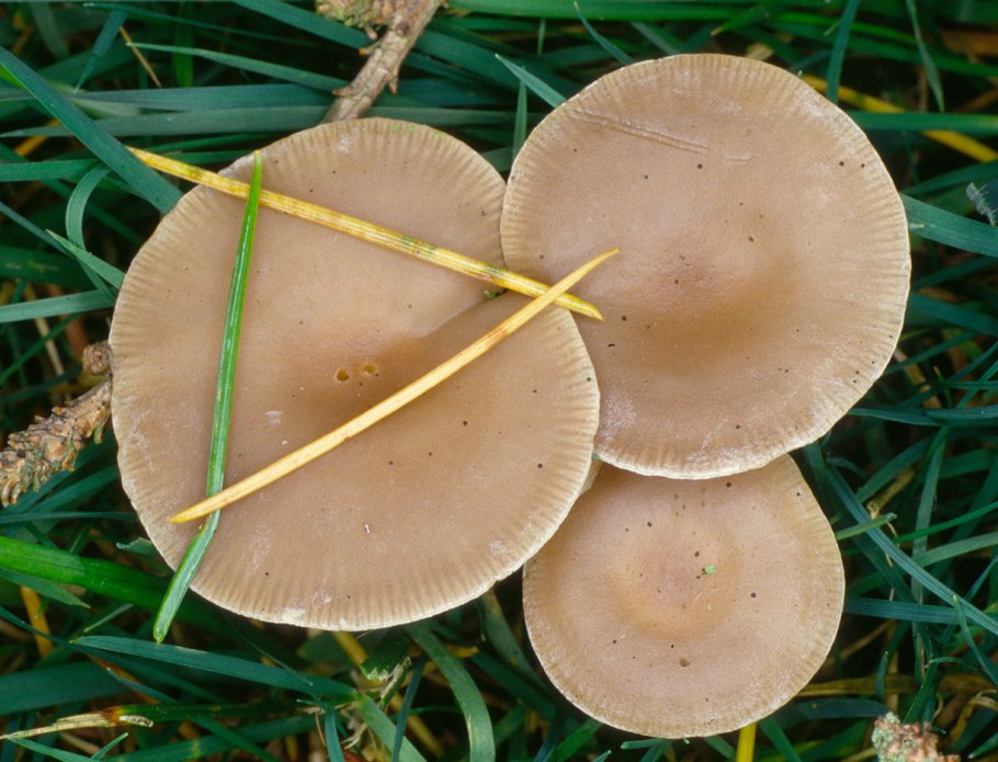 Говорушка желобчатая Clitocybe vibecina