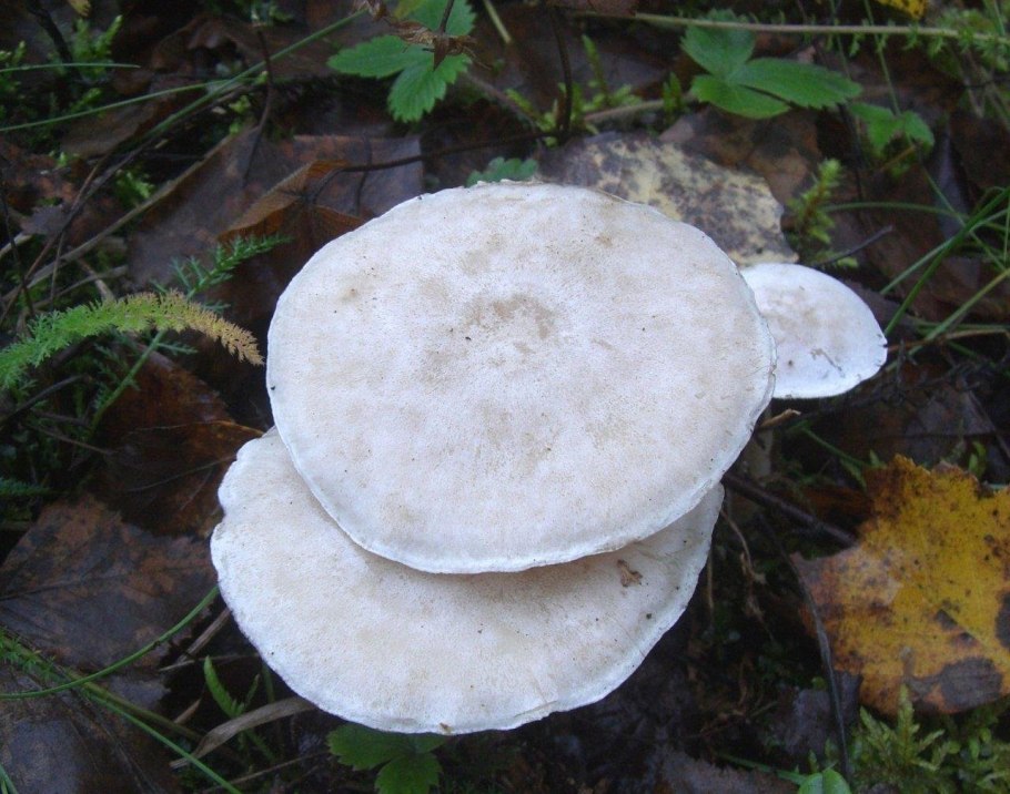 Говорушка желобчатая