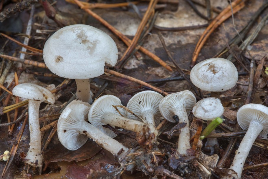 Ивишень гриб