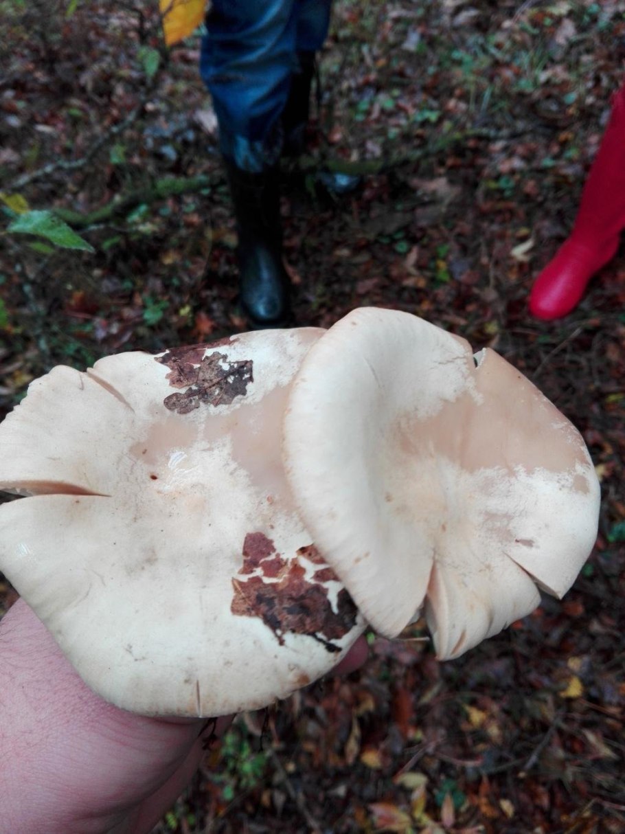 Говорушка листолюбивая