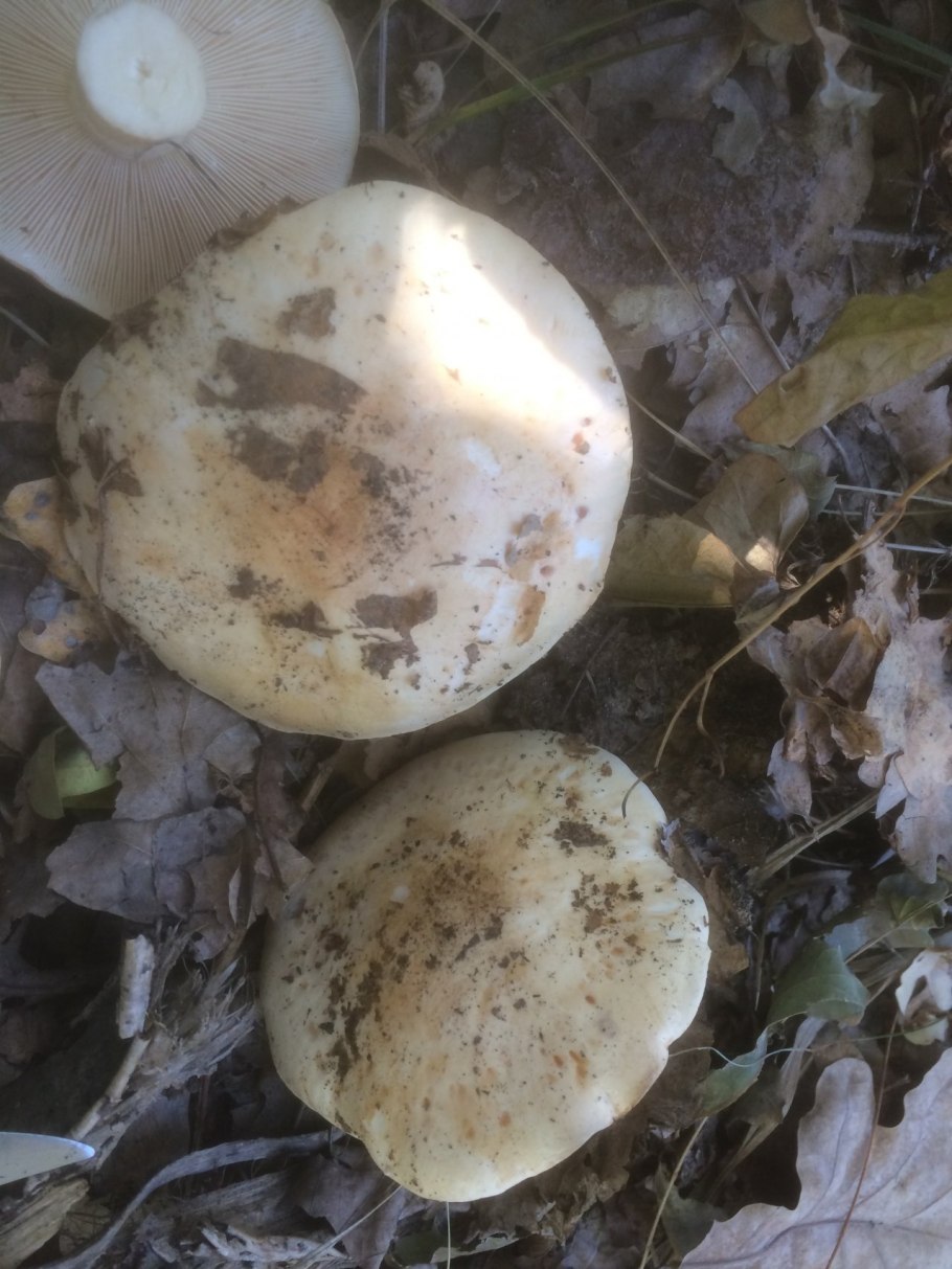 Грибы рядовки Ведьмин круг