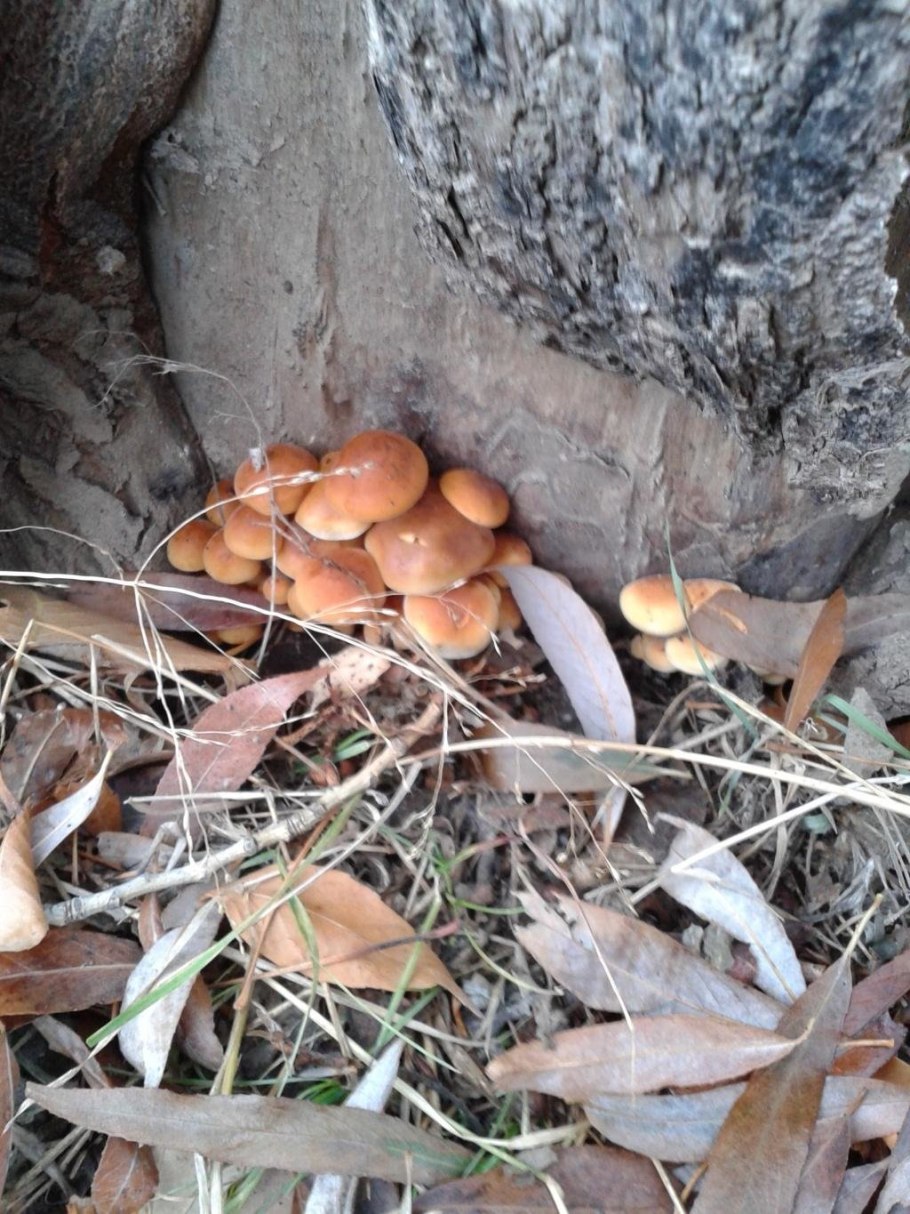 Опята Волгоградской области