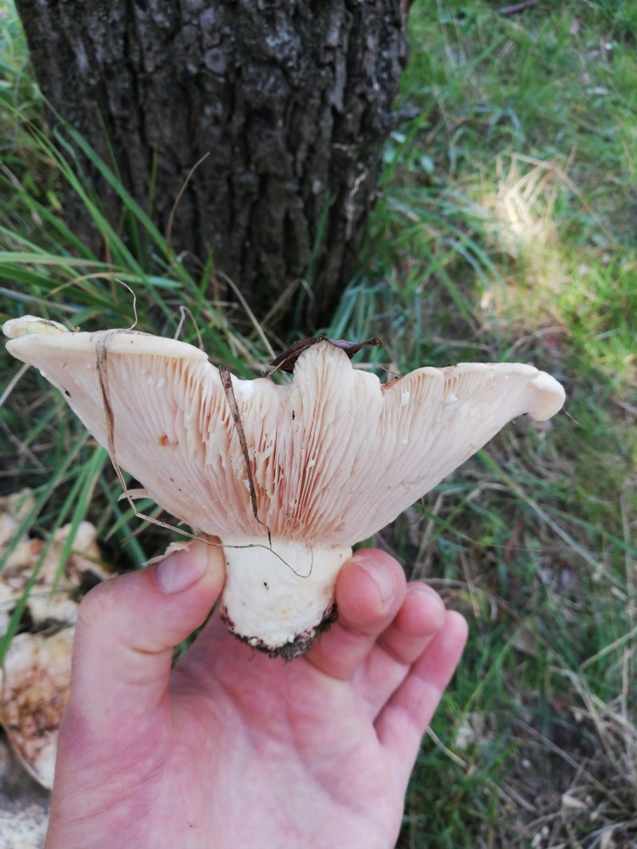 Осиновый груздь (Lactarius controversus)
