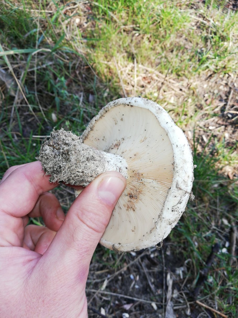 Подгруздок Тополиный