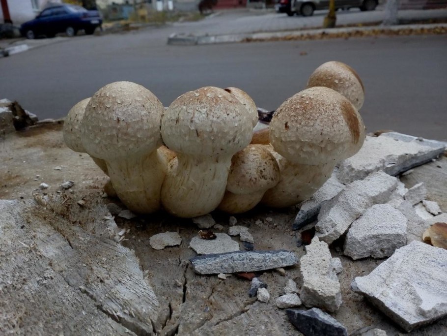 Гриб который растет на спиленных тополях