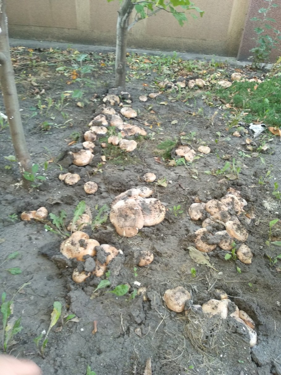 Тополевка гриб в Ростовской области