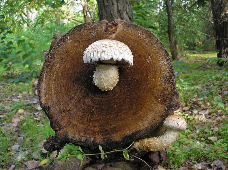 Чешуйчатка разрушающая Pholiota destruens