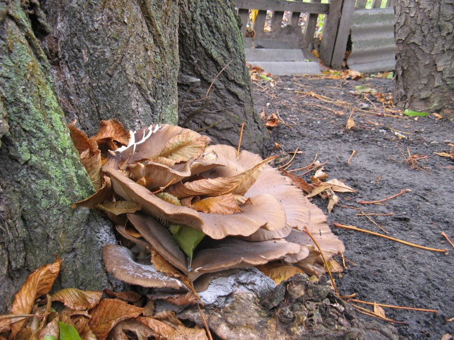Грибы в тополях осенью