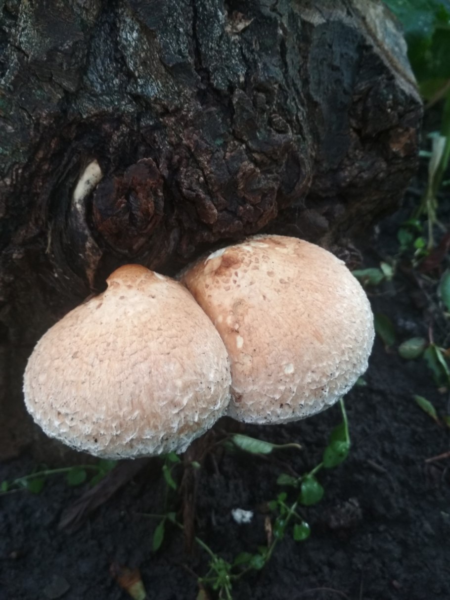 Чешуйчатка разрушающая Pholiota populnea