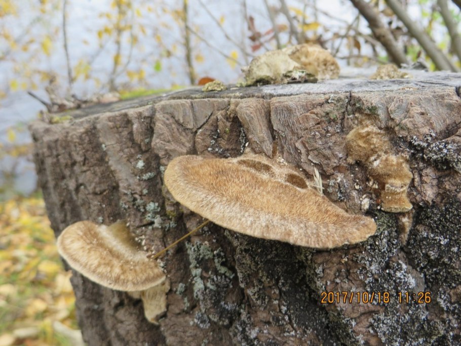 Trametes trogii