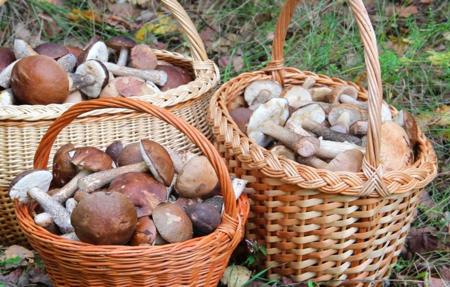 Лесные грибы собранные