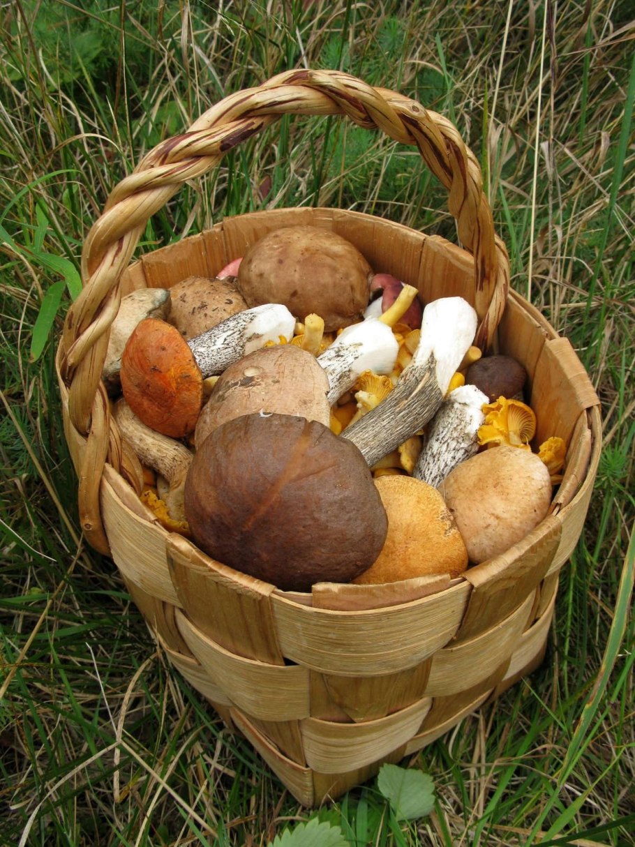 Корзина для грибов