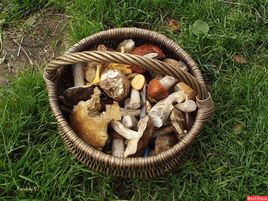 Коллекция грибов