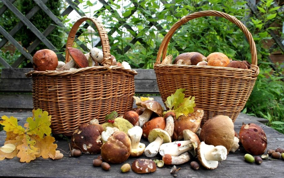 Корзина с грибами