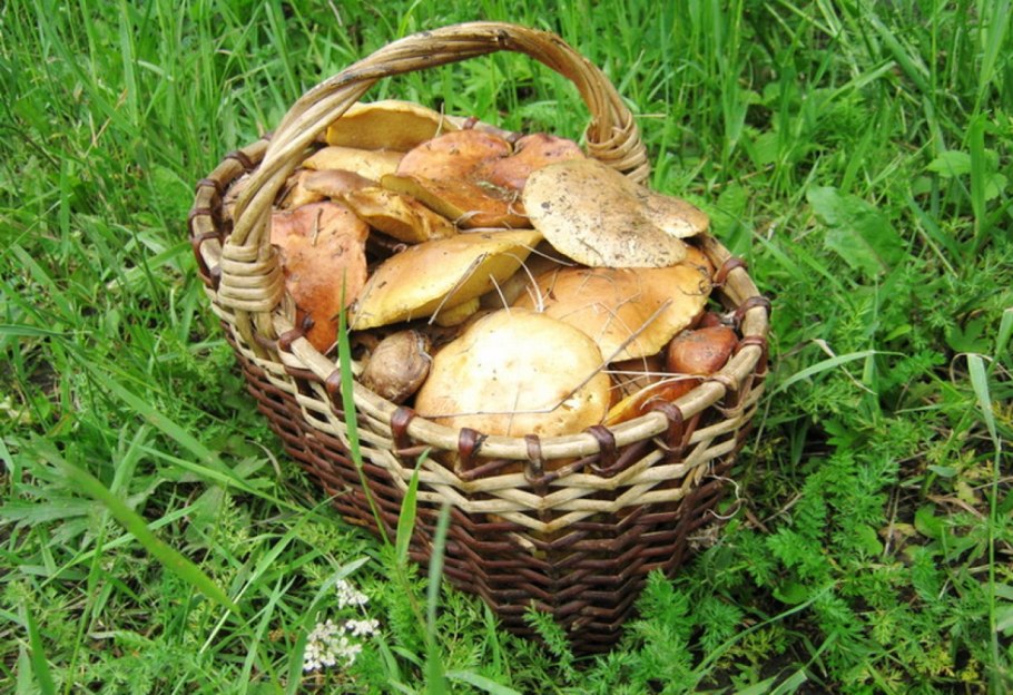 Корзина с грибами