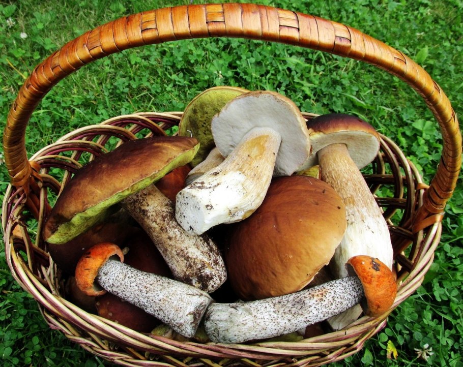 Грибное лукошко грибы