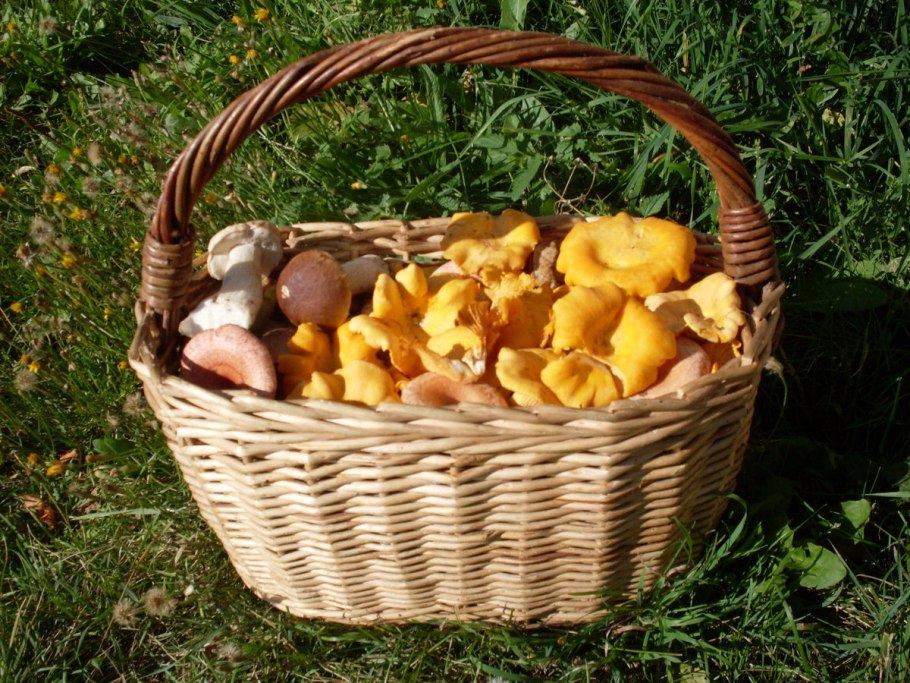 Грибное лукошко грибы