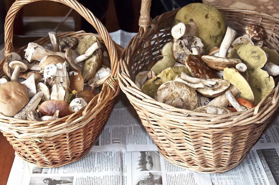 Грибные корзинки с грибами ассорти