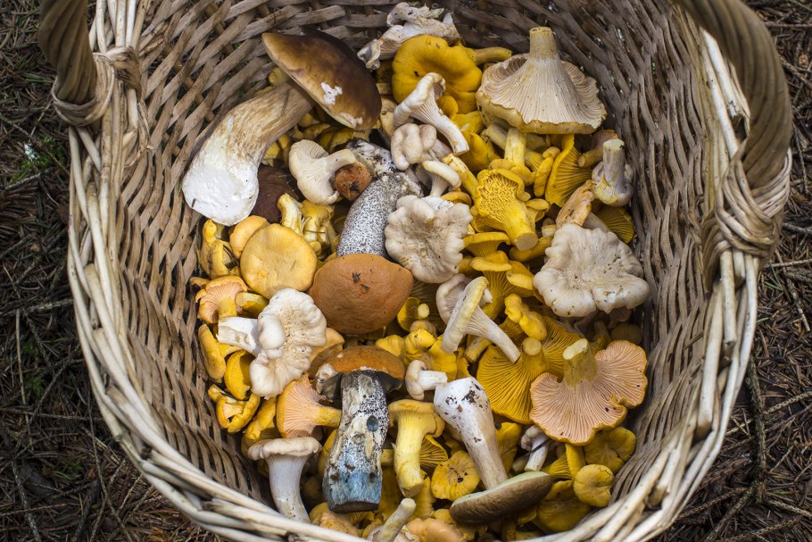 Лисички в корзинке