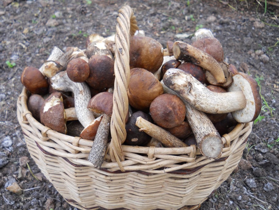 Корзина подберезовиков