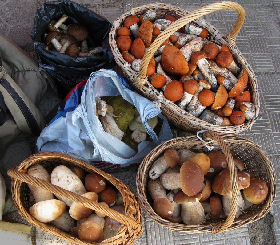 Полная корзина белых грибов