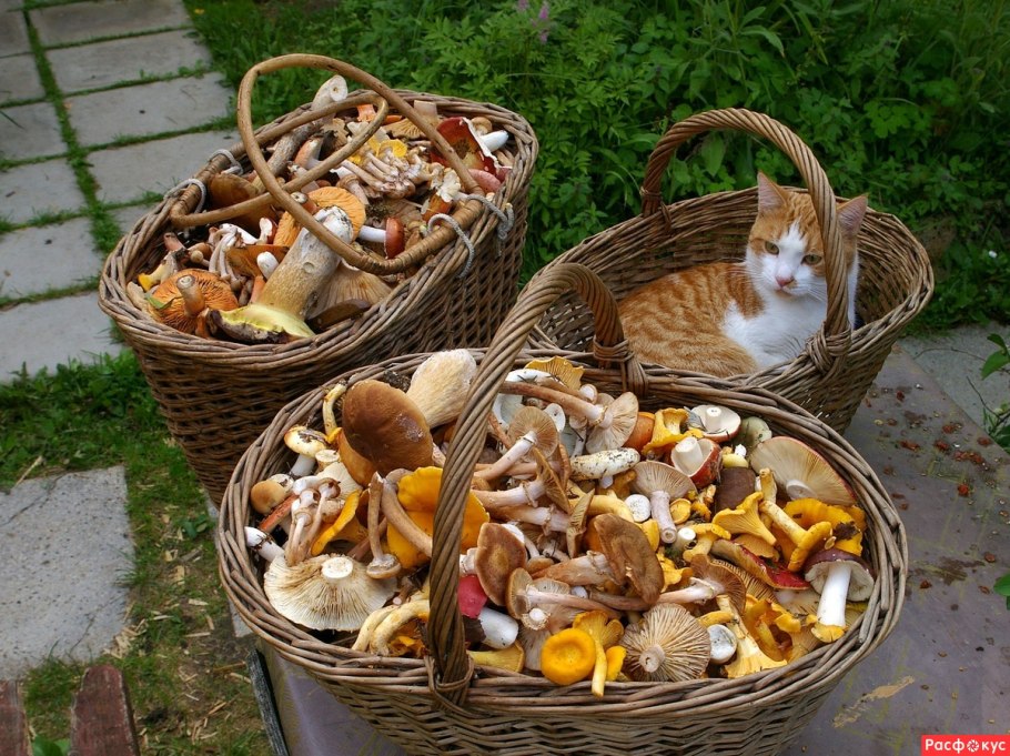 Корзинка с грибами