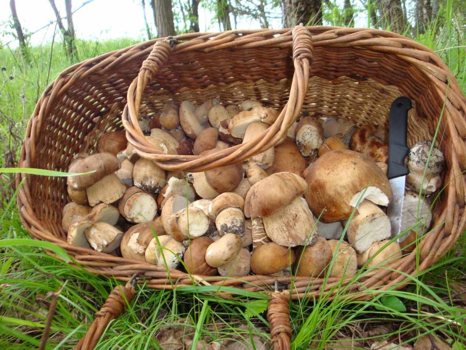 Корзинка с грибами