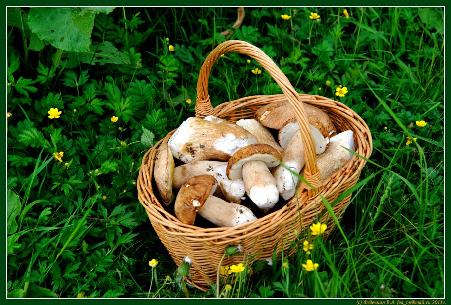 Корзинка белых грибов