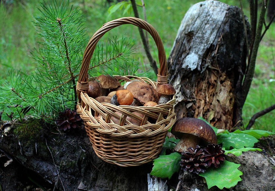 Корзина с грибами и ягодами