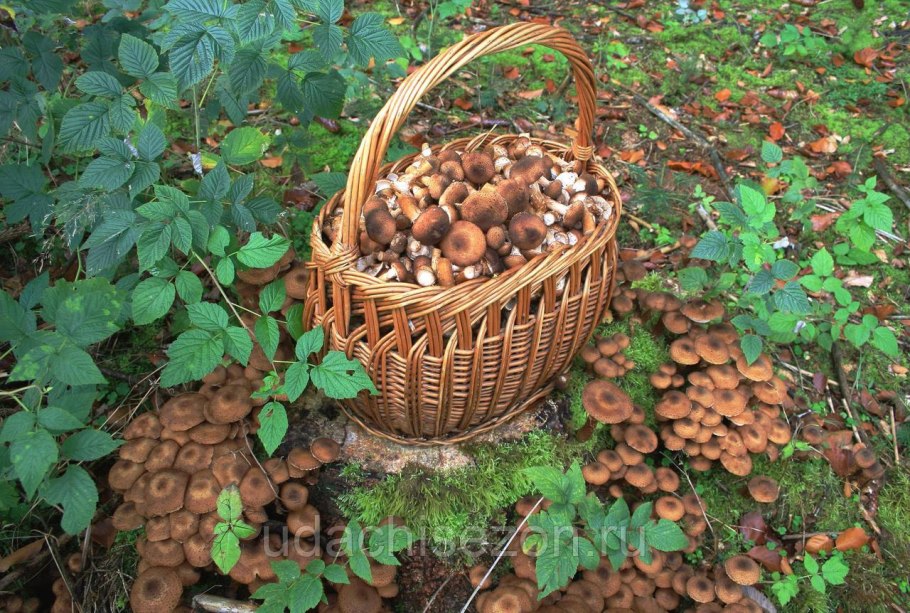 Опята в корзинке