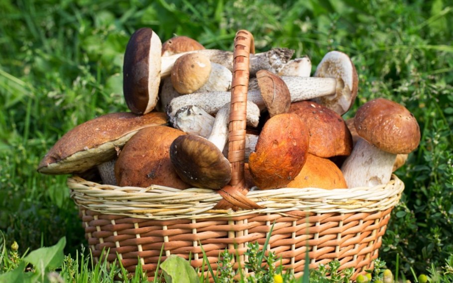 Корзина с грибами