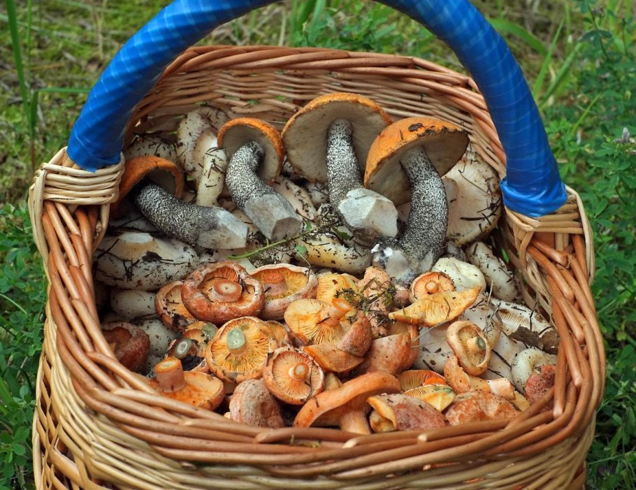 Грибное лукошко грибы