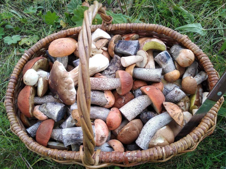 Опята красноголовик белый гриб