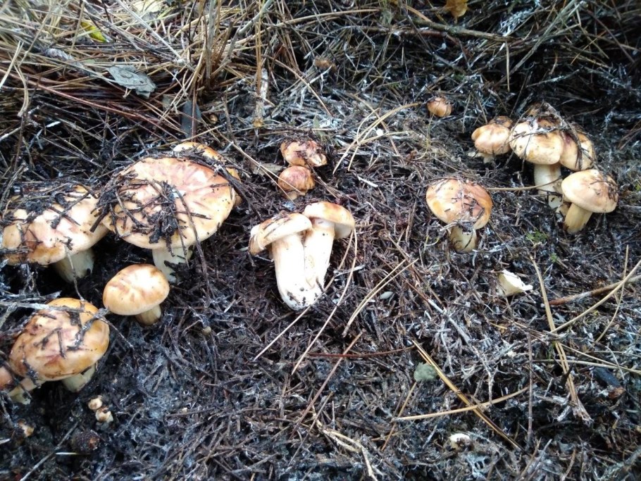 Рядовка надломленная Tricholoma batschii