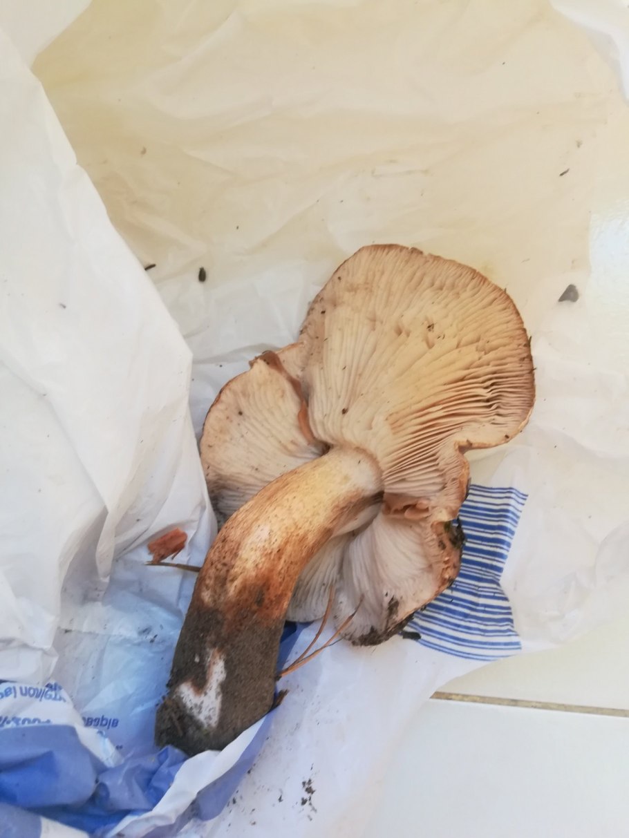 Гриб рядовка Степная