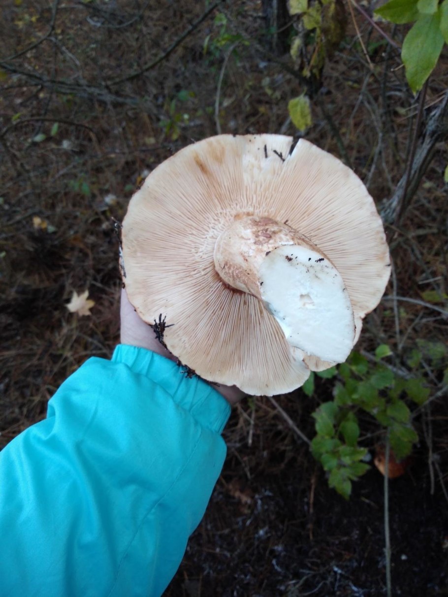 Грибы Морозики в Саратовской области