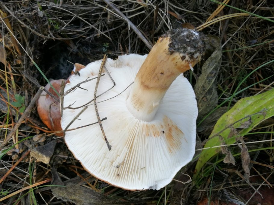 Груздь рядовка Тополевая