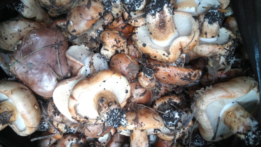 Гриб рядовка надломленная