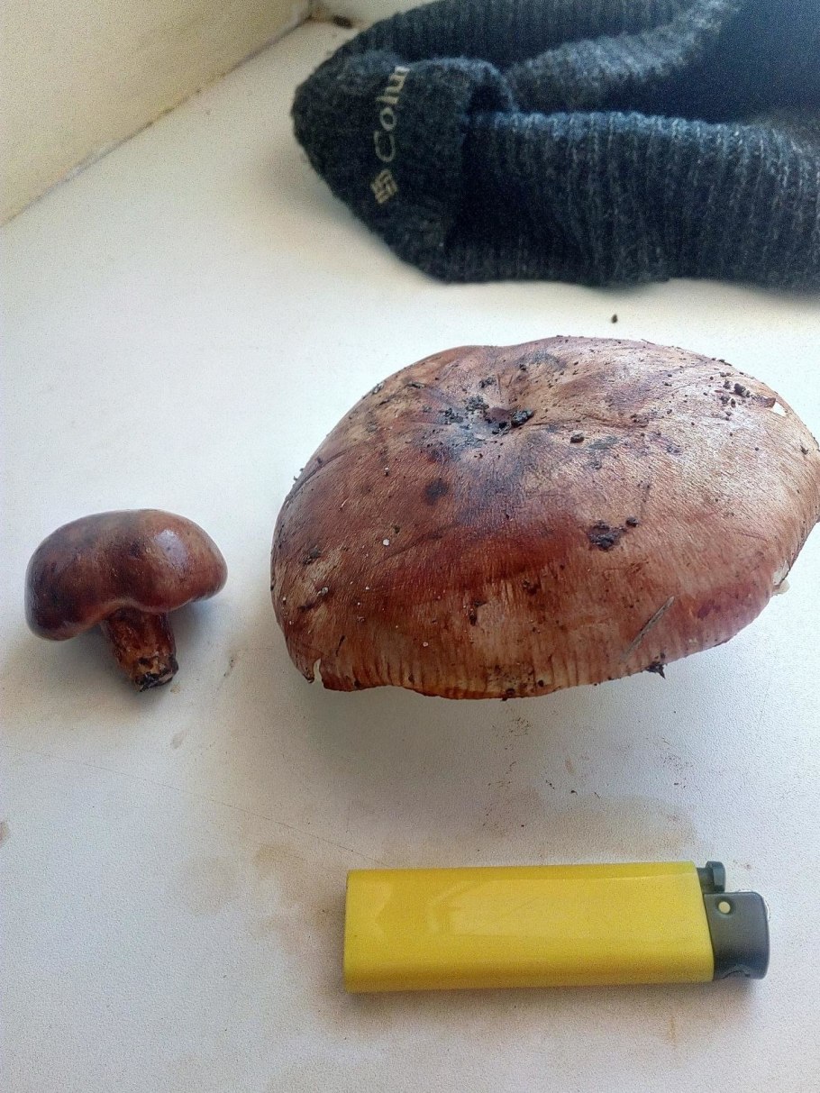 Рядовка рядовка надломленная (Tricholoma batschii)