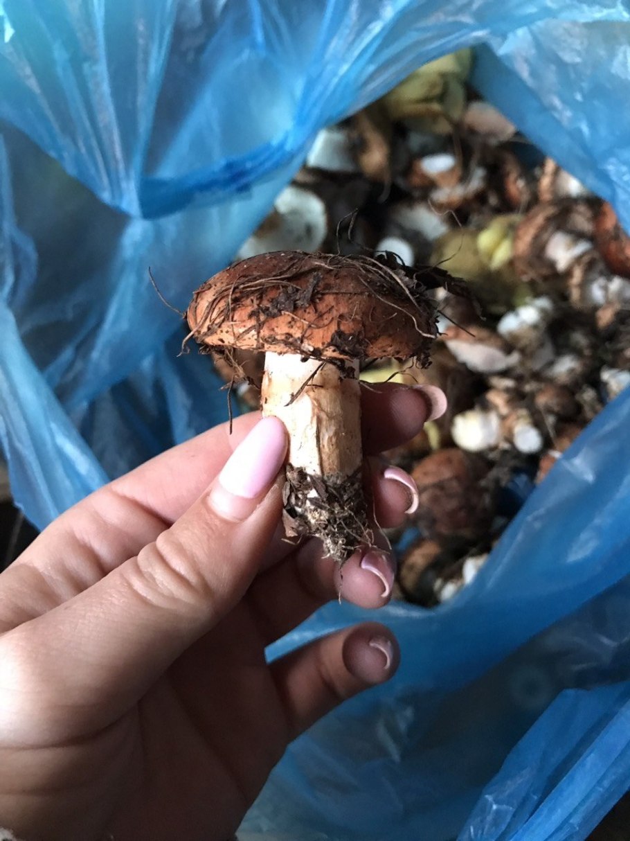 Мокруха и рядовка