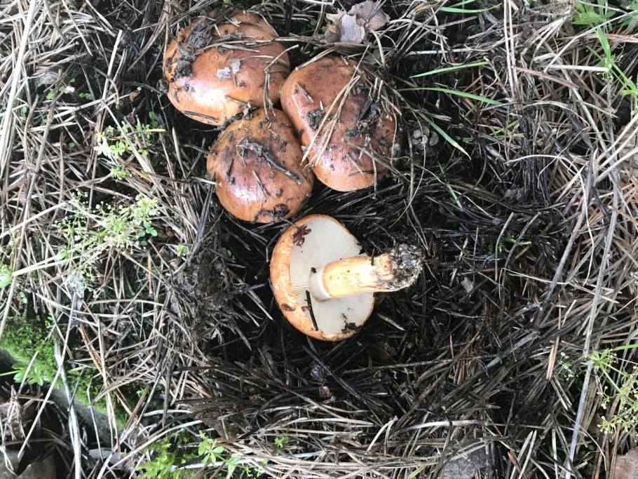 Рядовка надломленная Tricholoma batschii