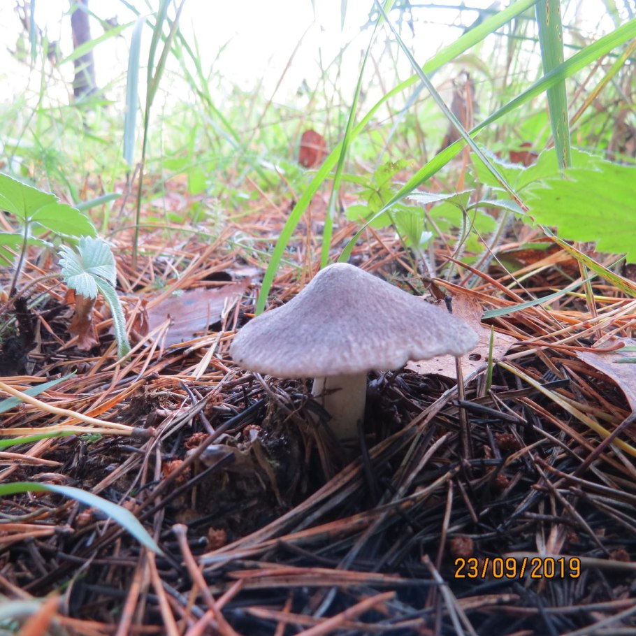 Рядовка надломленная Tricholoma batschii